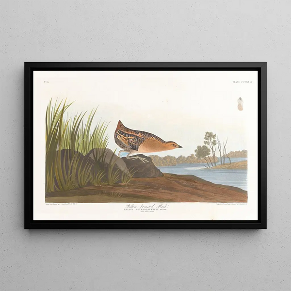 Râle à poitrine jaune - John James Audubon — framed artwork on a wall