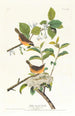 Paruline à poitrine jaune - John James Audubon — artwork view