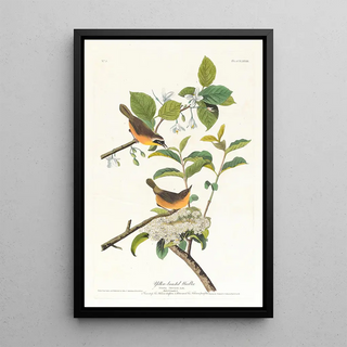 Paruline à poitrine jaune - John James Audubon — framed artwork on a wall