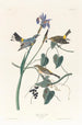Paruline à couronne jaune - John James Audubon — artwork view