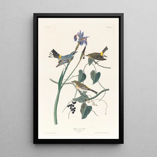 Paruline à couronne jaune - John James Audubon — framed artwork on a wall