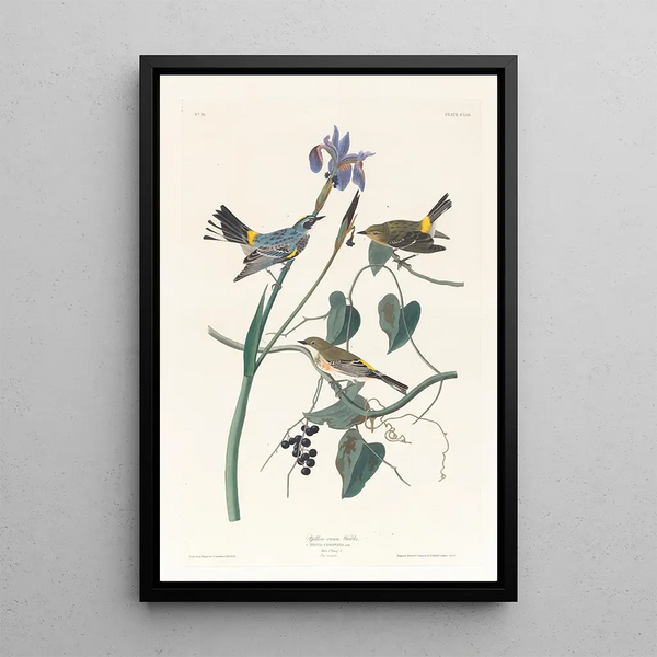 Paruline à couronne jaune - John James Audubon — framed artwork on a wall