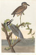 Crowned Heron Painting - John James Audubon — artwork view