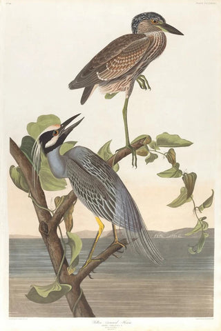 Crowned Heron Painting - John James Audubon — artwork view