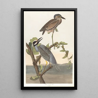 Crowned Heron Painting - John James Audubon — framed artwork on a wall