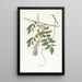 Paruline à calotte jaune - John James Audubon — framed artwork on a wall