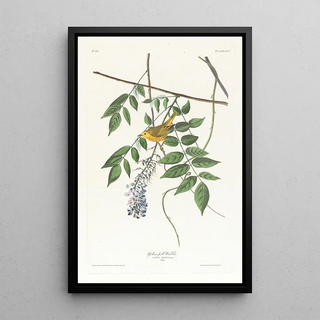 Paruline à calotte jaune - John James Audubon — framed artwork on a wall