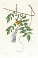 Paruline à calotte jaune - John James Audubon — artwork view