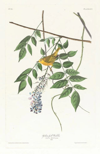 Paruline à calotte jaune - John James Audubon — artwork view