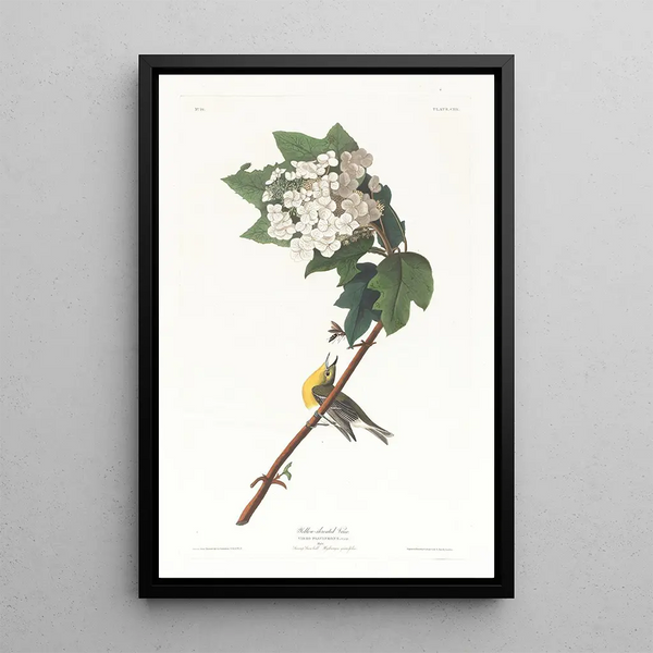 Viréo à gorge jaune - John James Audubon — framed artwork on a wall