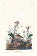 Yellow-winged Bunting - John James Audubon — artwork view