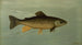 Hybrid trout lake and stream trout painting - John L. Petrie — artwork view