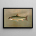La Truite mouchetée américaine Salvelinus fontinalis - John L. Petrie — framed artwork on a wall