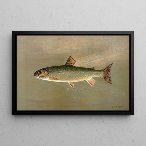 La Truite mouchetée américaine Salvelinus fontinalis - John L. Petrie — framed artwork on a wall
