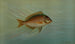 Le Blackfish ou Tautog, Tautoga onitis - John L.. Petrie — artwork view