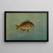 Le Blackfish ou Tautog, Tautoga onitis - John L.. Petrie — framed artwork on a wall