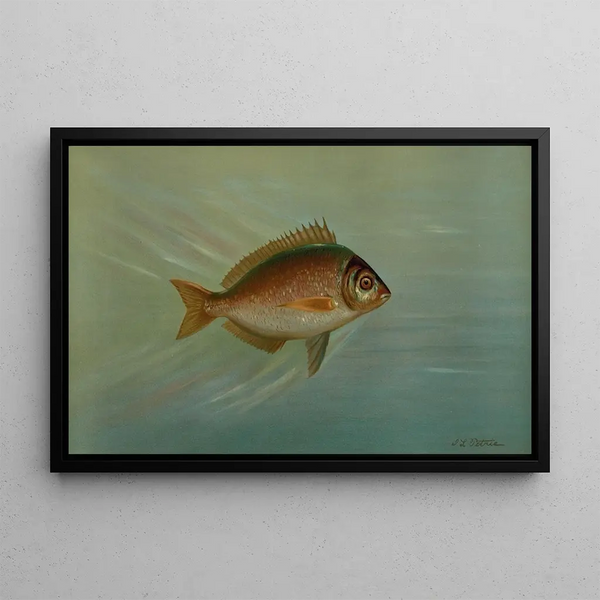 Le Blackfish ou Tautog, Tautoga onitis - John L.. Petrie — framed artwork on a wall