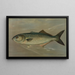 The Tasergal Pomatomus saltatrix - John L. Petrie — framed artwork on a wall