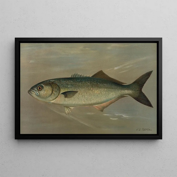 The Tasergal Pomatomus saltatrix - John L. Petrie — framed artwork on a wall