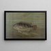 The California Red Fish or Pimelometopon pulcher - John L. Petrie — framed artwork on a wall