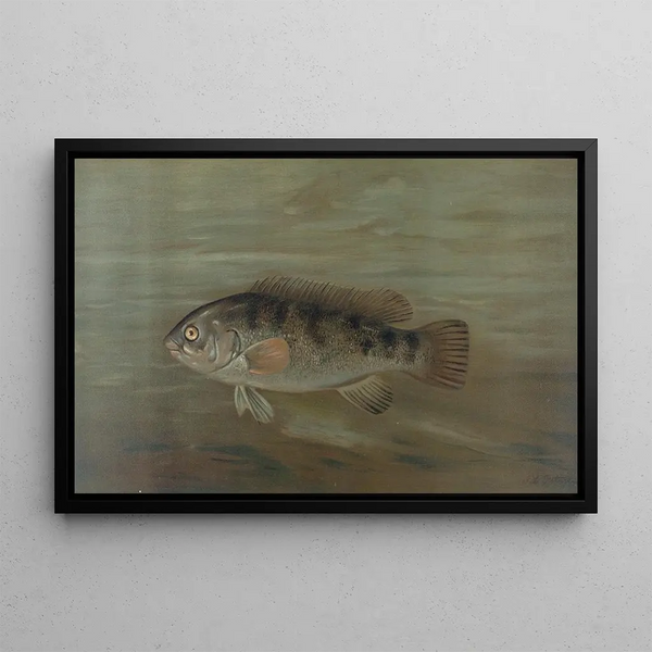 The California Red Fish or Pimelometopon pulcher - John L. Petrie — framed artwork on a wall