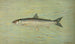 Le Cisco du lac Léman, Wis Argyrocomus artedi sisco - John L. Petrie — artwork view