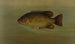 The common moonfish Eupomotis gibbosus - John L. Petrie — artwork view