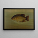 The common moonfish Eupomotis gibbosus - John L. Petrie — framed artwork on a wall