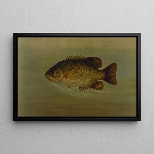 The common moonfish Eupomotis gibbosus - John L. Petrie — framed artwork on a wall