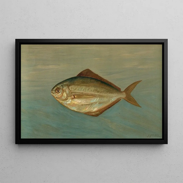 Le poisson-dollar ou poisson-butter, Rhombus triacanthus - John L. Petrie — framed artwork on a wall