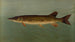 The Oriental or Striped Pike Lucius reticulatus - John L. Petrie — artwork view