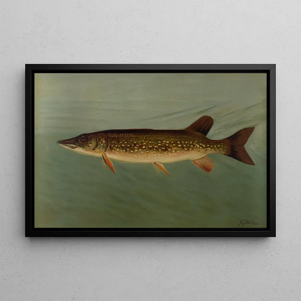 The Oriental or Striped Pike Lucius reticulatus - John L. Petrie — framed artwork on a wall