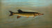 The freshwater drum or Aplodinotus grunniens - John L. Petrie — artwork view