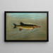 The freshwater drum or Aplodinotus grunniens - John L. Petrie — framed artwork on a wall