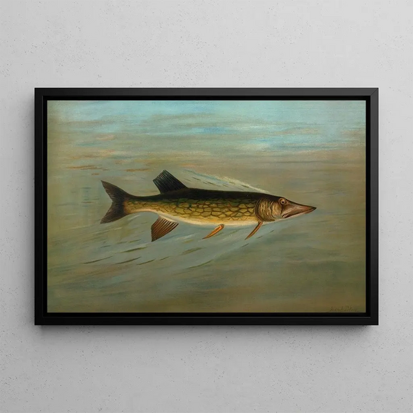 The freshwater drum or Aplodinotus grunniens - John L. Petrie — framed artwork on a wall