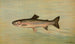 The Trout of the Kern River Salmo irideus gilberti - John L. Petrie — artwork view