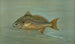 The Kingfish Whiting or Barb Mentichirrhus nebulosus - John L.. Petrie — artwork view