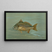 The Kingfish Whiting or Barb Mentichirrhus nebulosus - John L.. Petrie — framed artwork on a wall