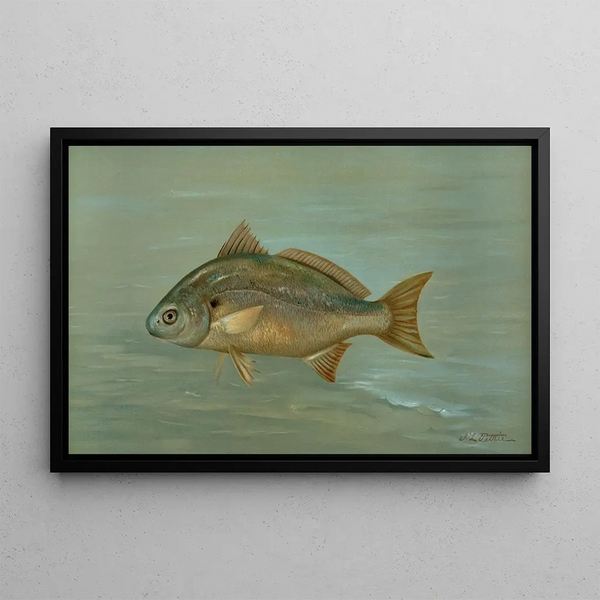 The Kingfish Whiting or Barb Mentichirrhus nebulosus - John L.. Petrie — framed artwork on a wall