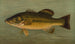 Le Black-bass à grande bouche Micropterus salmoides - John L. Petrie — artwork view