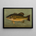 Le Black-bass à grande bouche Micropterus salmoides - John L. Petrie — framed artwork on a wall