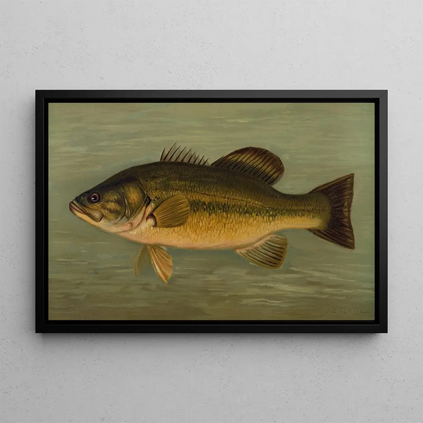 Le Black-bass à grande bouche Micropterus salmoides - John L. Petrie — framed artwork on a wall