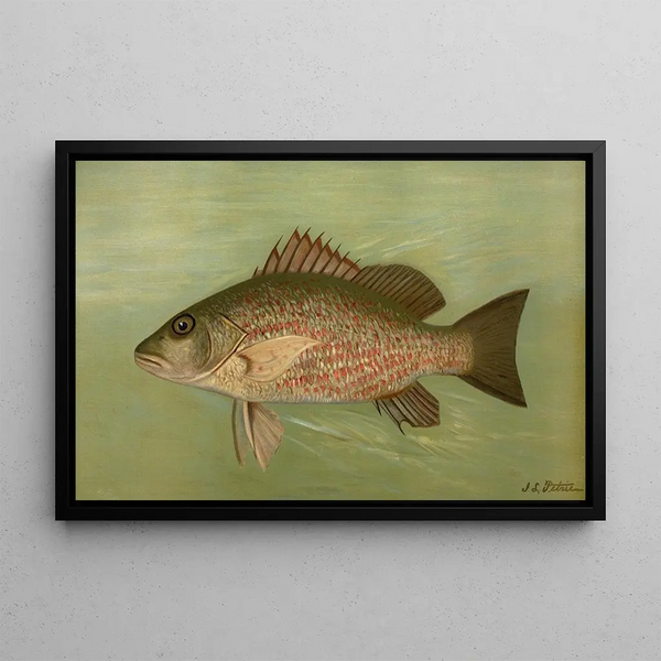 The Gray Snapper Lutjanus griseus - John L. Petrie — framed artwork on a wall