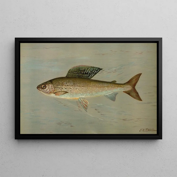 Michigan Grayling Thymallus ontariensis - John L. Petrie — framed artwork on a wall