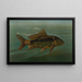 The mirror carp Cyprinus carpio - John L. Petrie — framed artwork on a wall