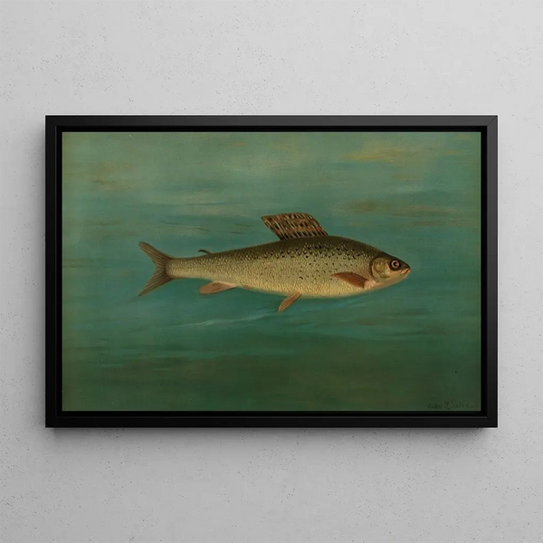 L'Omble de Montana Thymallus signifer montanus - John L. Petrie — framed artwork on a wall