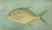 The Pompano Trachinotus carolinus - John L. Petrie — artwork view