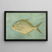 The Pompano Trachinotus carolinus - John L. Petrie — framed artwork on a wall