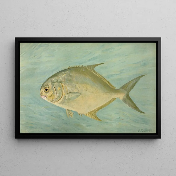 The Pompano Trachinotus carolinus - John L. Petrie — framed artwork on a wall