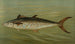 Le Porgee ou Scup Stenotomus chrysops - John L. Petrie — artwork view